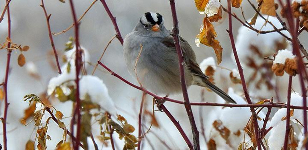 White Crowned Sparrow