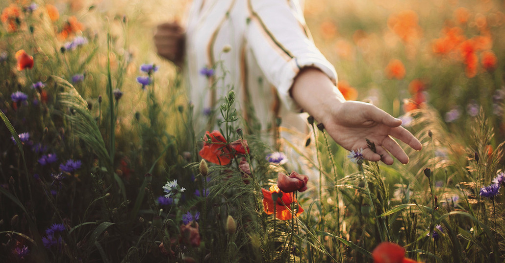 Wildflowers in Fall and Winter