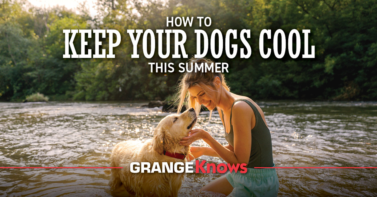 How to Keep Your Dogs Cool this Summer Grange Coop