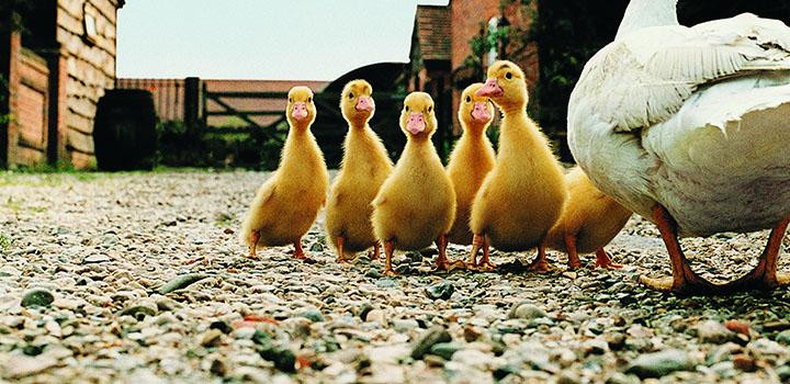How to Raise Your Baby Ducks and Geese Grange Coop