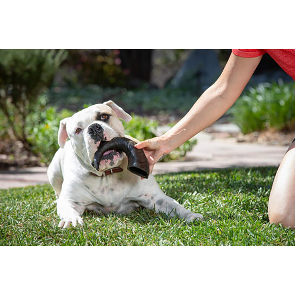Wild Eats Water Buffalo Horn Medium