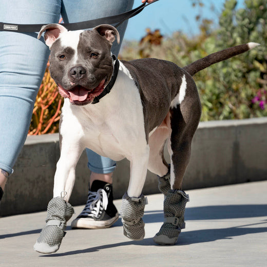 Hot Pavement Best Dog Shoes For Pitbulls Canada Pooch Hot Pavement