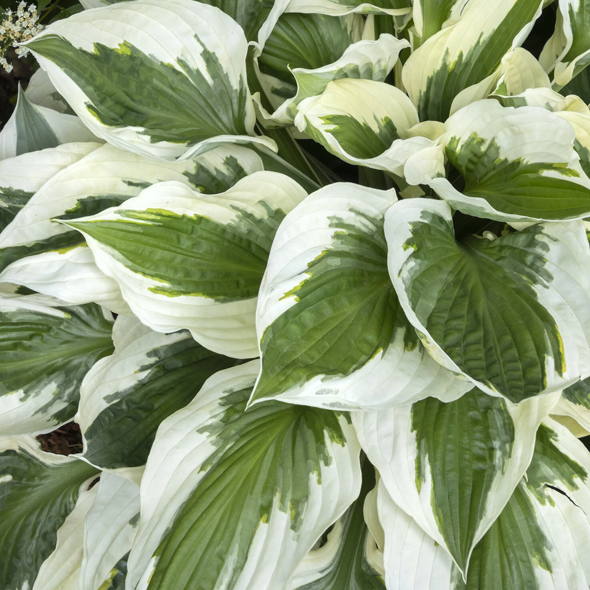 Patriot Hosta - 5 Gallon - Grange Co-op
