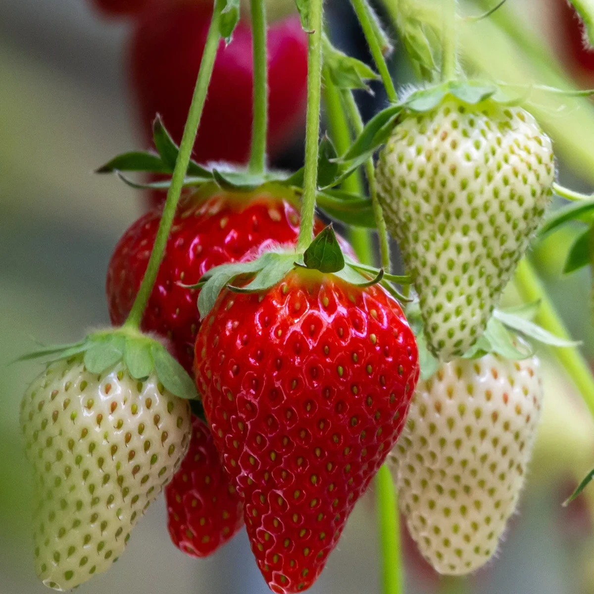 Summer Breeze Cherry Blossom Strawberry - 1 qt - Grange Co-op