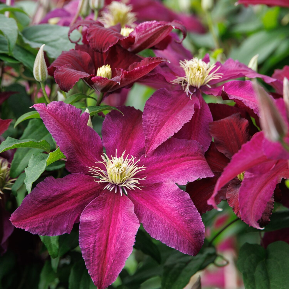 Niobe Clematis - Grange Co-op