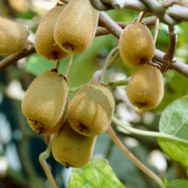 Sweet 'n Solo Kiwi - Grange Co-op