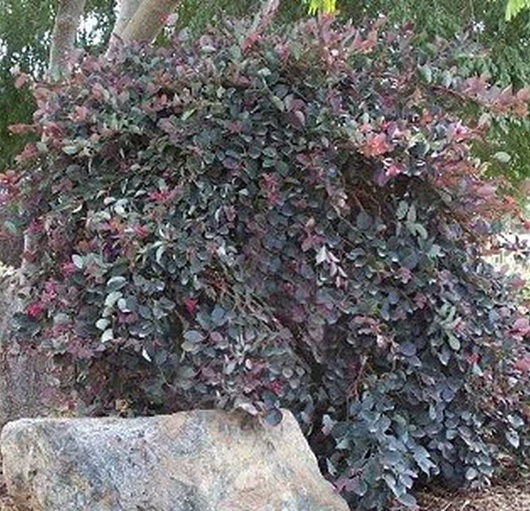 olivenbaum drinnen Großer Olivenbaum, 100-110cm – Green Me Up main image 0