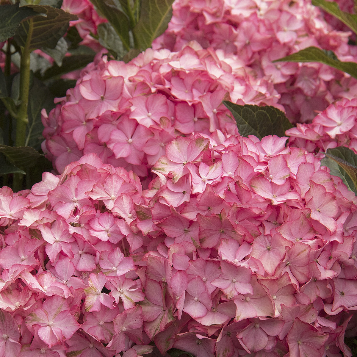Seaside Serenade Hamptons Hydrangea - 1 Gallon - Grange Co-op
