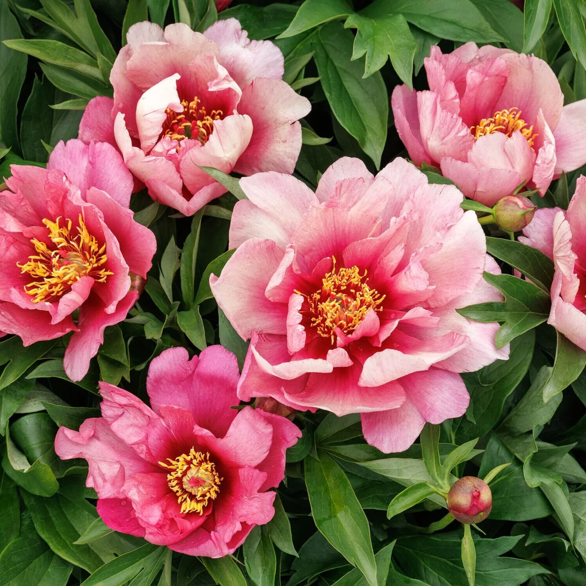 Pink Ardour Itoh Peony - 5 Gallon - Grange Co-op