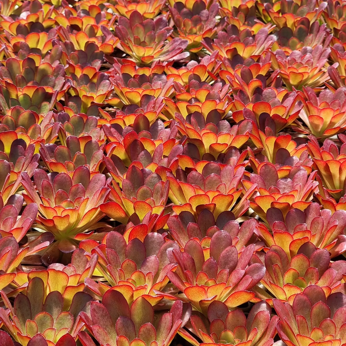 Surreal Succulents Semponium Destiny - Thumbnail 2