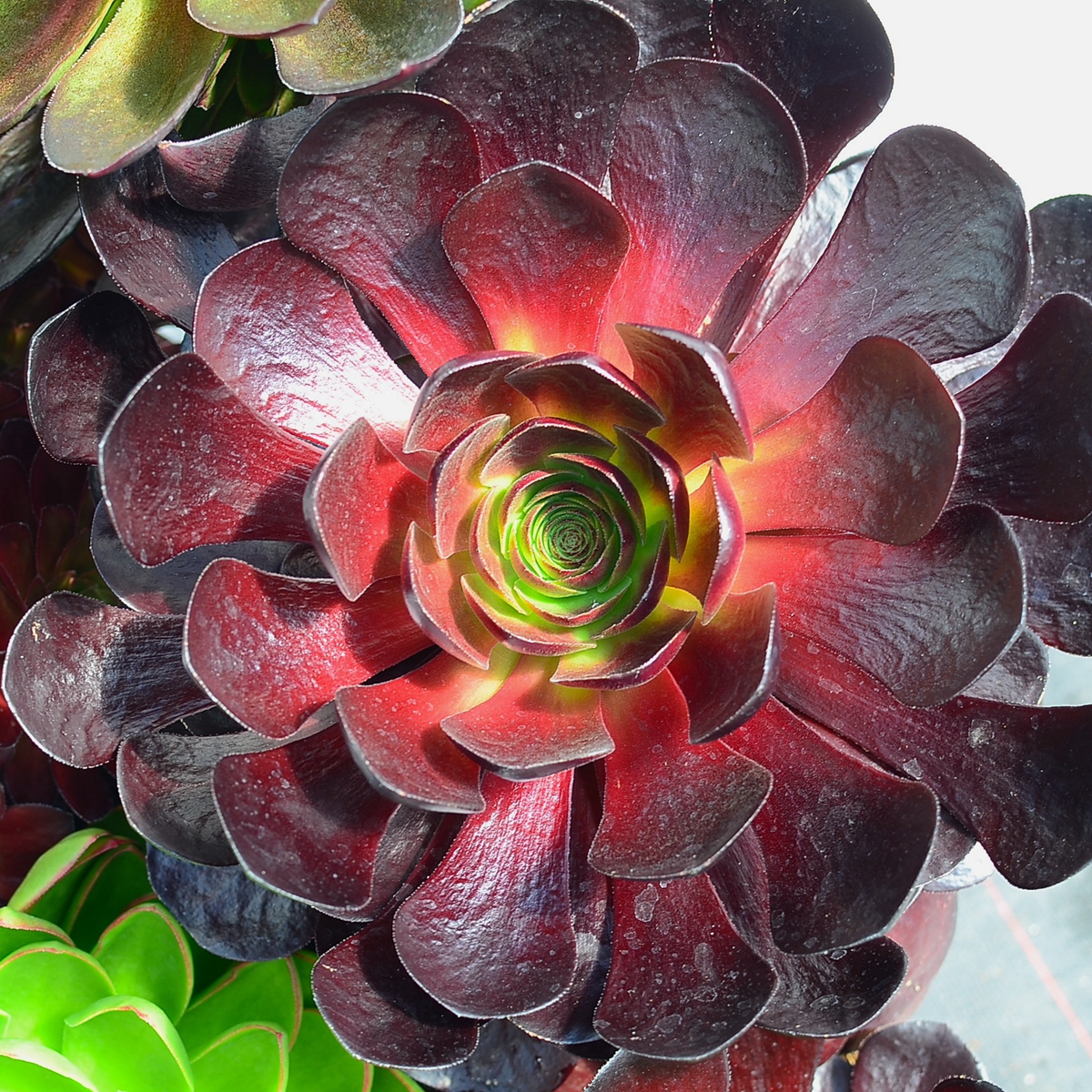 Grange Co-op Surreal Destiny Semponium