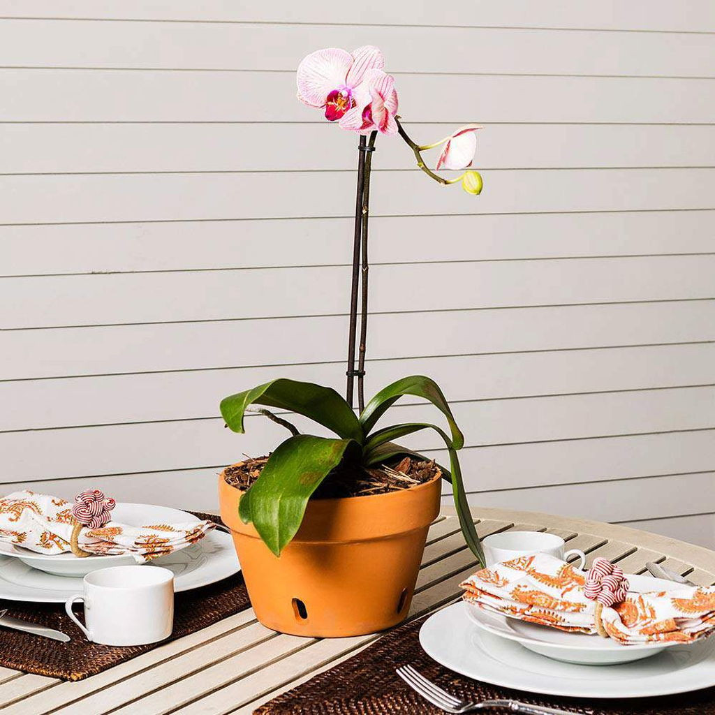 New England Pottery Terra Cotta Orchid Pot - 6-3/4