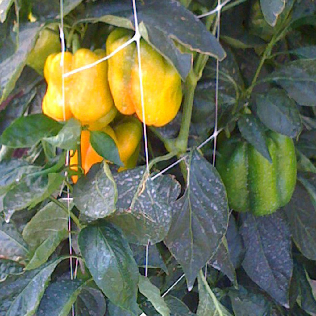 Tenax Hortonova Large Mesh Trellis Netting - White - 79