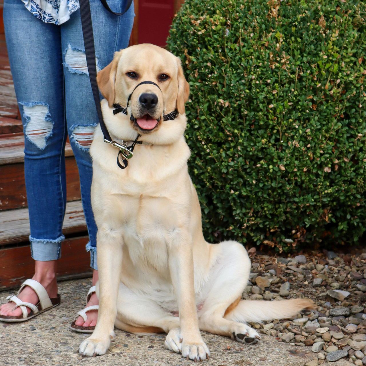 Coastal Pet Black Walk'n Train Dog Head Halter