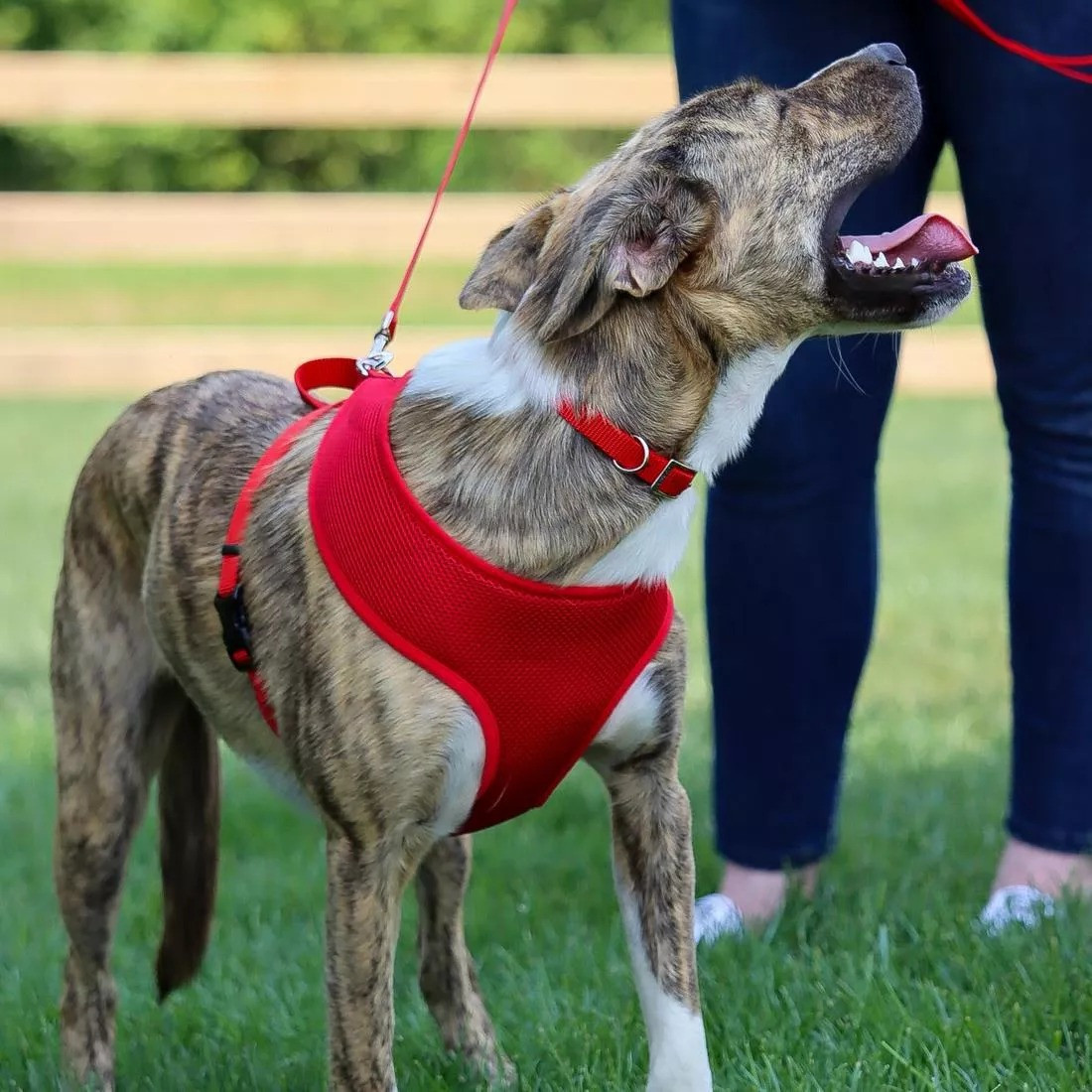 Kerbl Pet Miami Plus Nylonhalsband Mit Softeinlage, Rot, 45-53cm/30mm – Robust, Gepolstert, Für Hunde