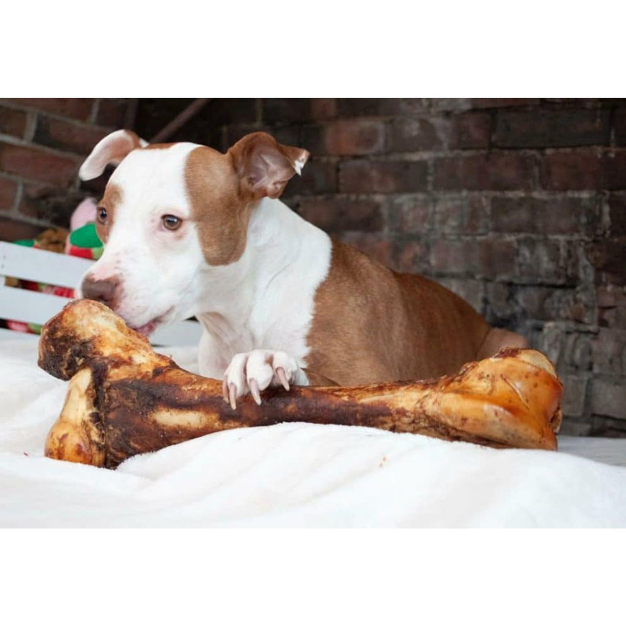 Mammoth bone clearance dog treat