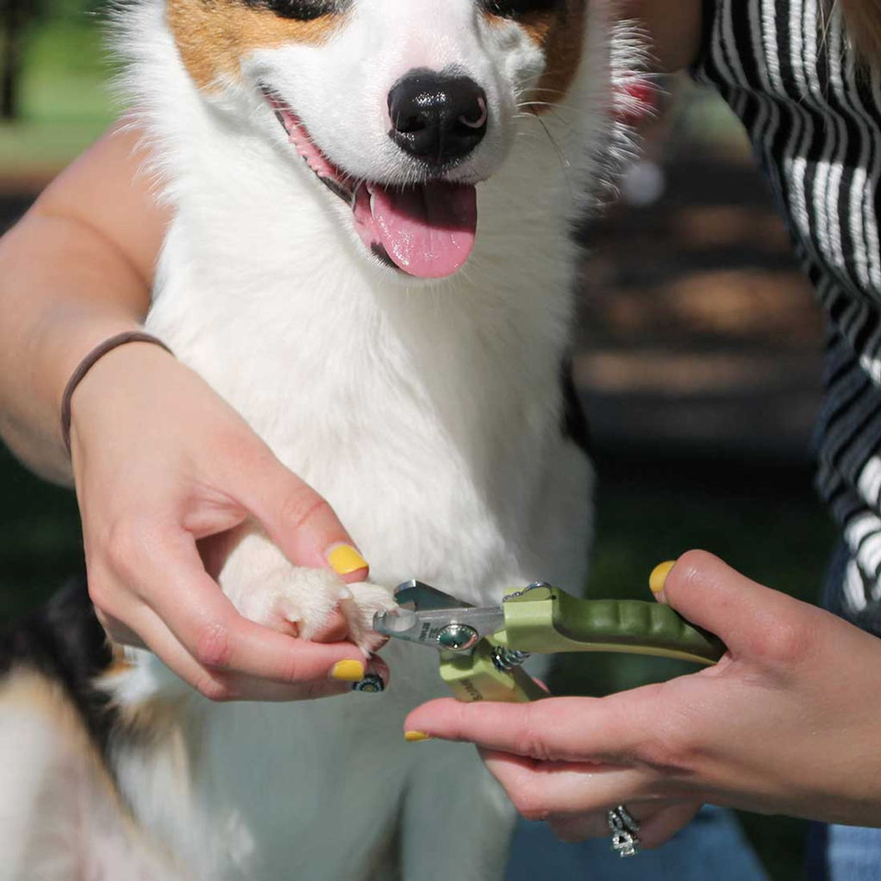 Best dog nail clearance trimmers for large dogs