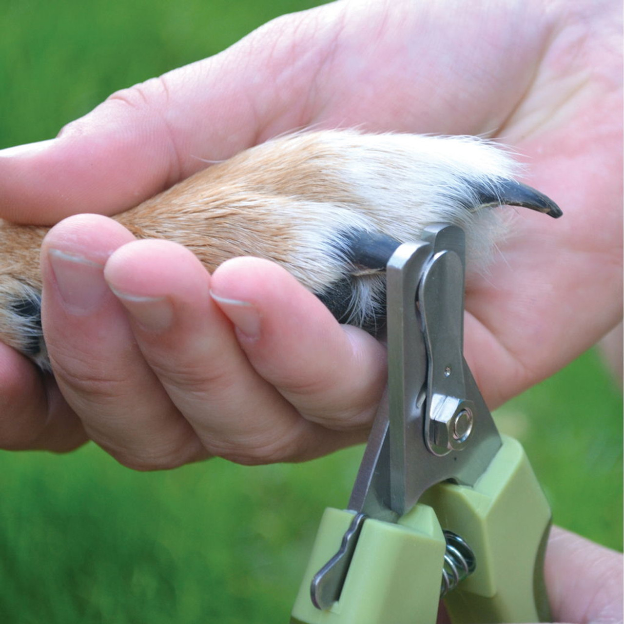 Large dog nail clippers clearance professional