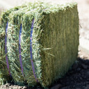 Standlee Premium Western Forage Timothy Grass Grab & Go Compressed Hay Bale 50 lb.