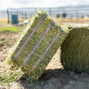 Standlee Premium Western Forage Alfalfa Orchard Grass Grab & Go Compressed Hay Bale 50 lb.