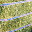 Standlee Premium Western Forage Alfalfa Orchard Grass Grab & Go Compressed Hay Bale 50 lb.