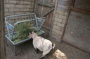 Rugged Ranch Mini Galvanized Pasture Feeder - 4'
