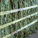 Standlee Premium Western Forage Certified Timothy Grass Compressed Hay Bale 50 lb.
