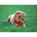 Petsport Gorilla Spiky Ball Squeak Dog Toy - Assorted