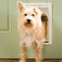 Petsafe Plastic Pet Door for Dogs - Medium