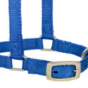 Weaver Leather Miniature Adjustable Horse Snap Halter - 5/8" - Blue