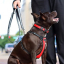 Coastal Pet Inspire Adjustable Dog Collar - 10"-14"