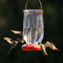 More Birds Tulip Hummingbird Feeder - 22 oz