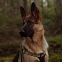 Coastal Pet K9 Explorer Goldenrod Reflective Adjustable Dog Collar