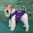 Doggie Designs Weekender Dog Hoodie - Purple