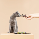 Petshop Fringe Studio Let's Fly Away Mini Cat Toys