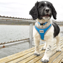 Coastal Pet Comfort Soft Reflective Wrap Adjustable Dog Harness - Large