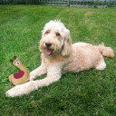 Spot Dura-Fused Leather Llama for Dog Toy - Assorted - 9"