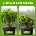 Big Foot Probiotic Root Boost Water Soluble Powder