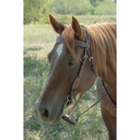 Circle Y Bronco Texas Flower Browband Headstall - Multi