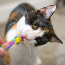Coastal Pet Products Turbo Plastic Tube Cat Toy - 2 pk