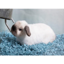 Eco Bedding Dust Free Paper Bedding - 100 gram