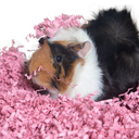 Eco Bedding Dust Free Paper Bedding - 100 gram