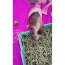 Blue Mountain Hay High-Altitude Grown Timothy Hay For Small Animal