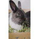 Blue Mountain Hay Organic Meadow Hay Treats For Small Animal - 48 oz