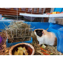 Blue Mountain Hay Organic Meadow Hay Treats For Small Animal - 48 oz