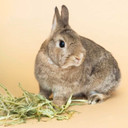 Blue Mountain Hay Organic Oat Hay Treats For Small Animal - 48 oz