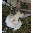 Blue Mountain Hay Organic Oat Hay Treats For Small Animal - 48 oz