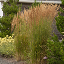 Foerster's Feather Reed Grass - 1 Gallon