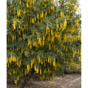 Vossi Golden Chain Tree - 5 Gallon
