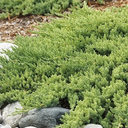 Dwarf Japanese Garden Juniper - 1 Gallon